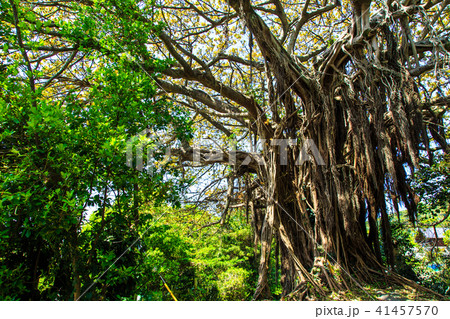 黒島 アコウの巨木 【長崎県佐世保市】 黒島 アコウの巨木 【長崎県佐世保市】 41457570