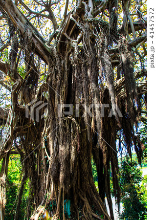 黒島 アコウの巨木 【長崎県佐世保市】 黒島 アコウの巨木 【長崎県佐世保市】 41457572