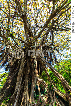 黒島 アコウの巨木 【長崎県佐世保市】 黒島 アコウの巨木 【長崎県佐世保市】 41457575