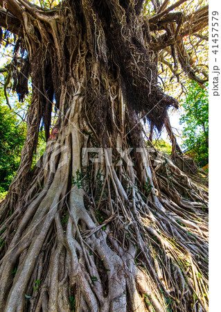 黒島 アコウの巨木 【長崎県佐世保市】 黒島 アコウの巨木 【長崎県佐世保市】 41457579