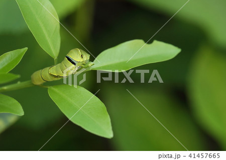 アゲハチョウの幼虫 41457665
