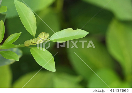 アゲハチョウの幼虫 41457666