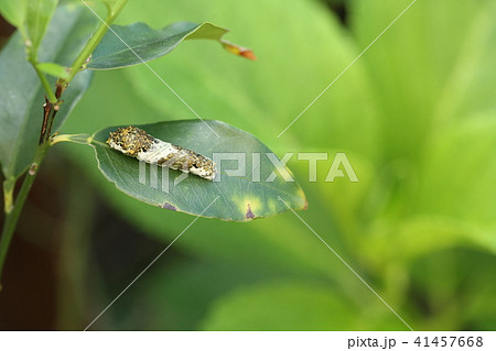 アゲハチョウの幼虫 アゲハチョウの幼虫 41457668