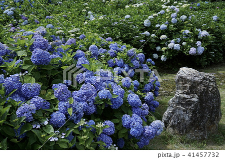 あじさい　梅雨　初夏 若狭瓜割名水公園 41457732