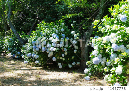 紫陽花 紫陽花 41457778