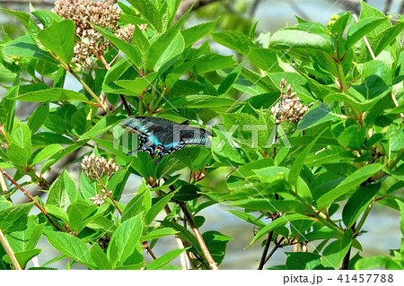 ミヤマカラスアゲハ 41457788