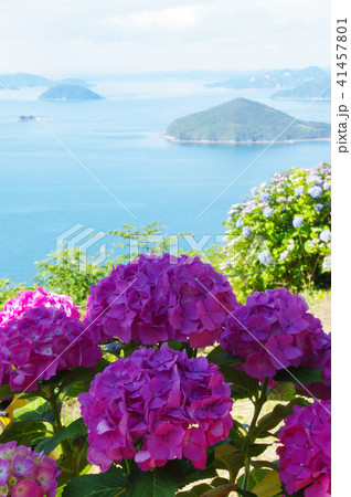 紫陽花 紫陽花 41457801