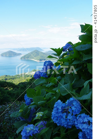 紫陽花 41457805