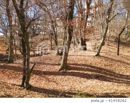 冬の多摩平の森緑地の大木の長い影と落ち葉 41458262