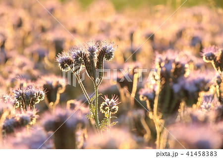 Lacy phacelia (Phacelia tanacetifolia) at dawn Lacy phacelia (Phacelia tanacetifolia) at dawn 41458383