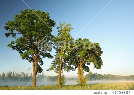 Spring trees on the edge of the lake Spring trees on the edge of the lake 41458384