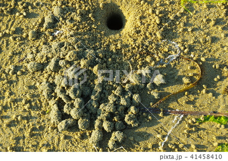 砂浜 砂浜 41458410