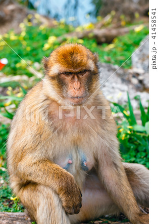 Portrait of a wild female macaque Portrait of a wild female macaque 41458541
