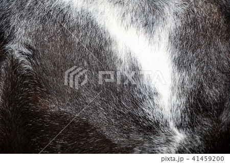 Close-up of black and white horse's fur Close-up of black and white horse's fur 41459200