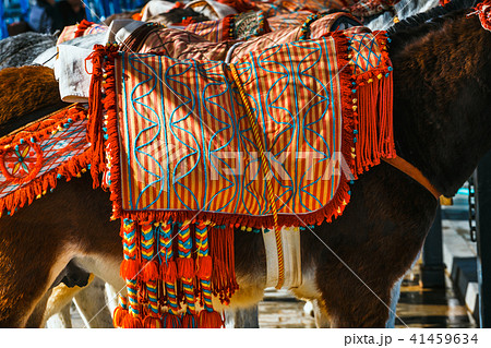 Close up of colorful decorated donkeys in Mijas 41459634