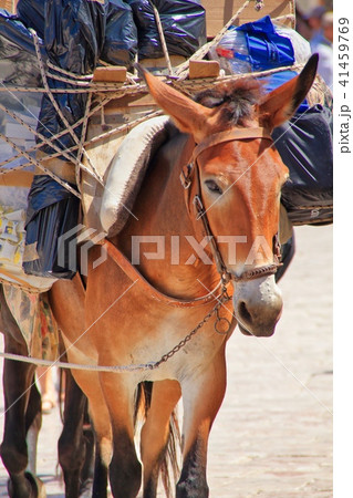 働くロバ 41459769