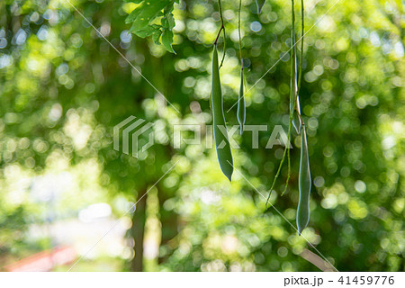 初夏の藤の実 41459776