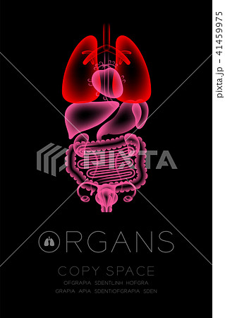 Female Organs X-ray set, Lung infection concept Female Organs X-ray set, Lung infection concept 41459975