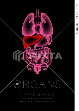 Female Organs X-ray set, Liver infection concept Female Organs X-ray set, Liver infection concept 41459979
