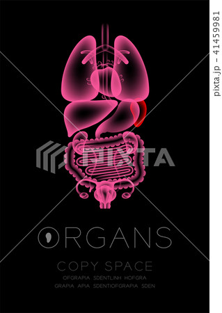 Female Organs X-ray set, Spleen infection concept Female Organs X-ray set, Spleen infection concept 41459981