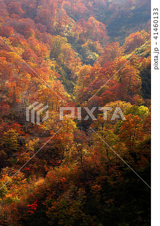 紅葉の森　秋のブナ森 41460133
