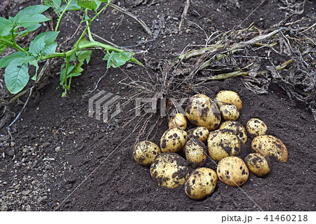ジャガイモ（キタアカリ）の収穫 41460218