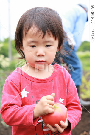 トマトを持つ女の子 41460259
