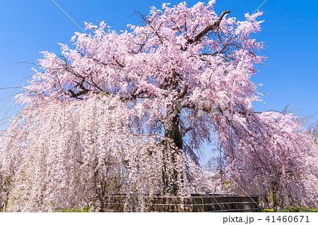 《京都府》円山公園・しだれ桜 《京都府》円山公園・しだれ桜 41460671