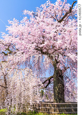 《京都府》円山公園・しだれ桜 《京都府》円山公園・しだれ桜 41460677