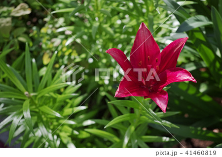 赤いユリの花 41460819