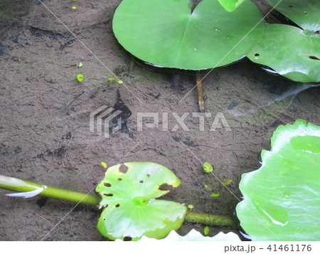 カンボジア首都プノンペン　市内風景 41461176