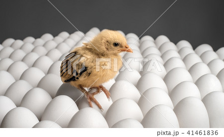 chicken sit on eggs 41461836