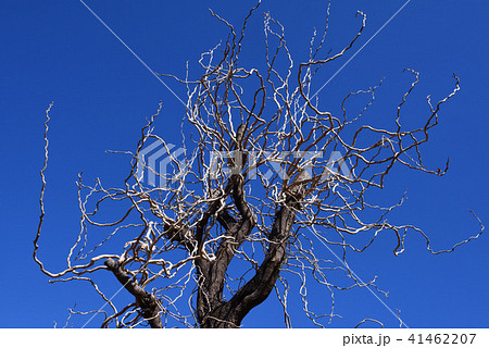 曲がりくねった木の枝 曲がりくねった木の枝 41462207
