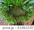 Weird Pineapple Fruit with Hand Fan Shape 41462230