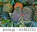 Weird Pineapple Fruit with Hand Fan Shape 41462231
