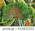 Weird Pineapple Fruit with Hand Fan Shape 41462232