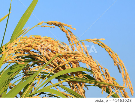 青空と豊作の稲 イメージ 41463028