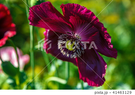 Poppy flowers in a field in sunlight Poppy flowers in a field in sunlight 41463129