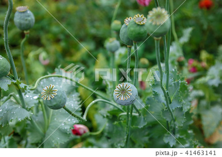 Poppy caps in a field in sunlight 41463141