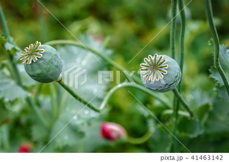 Poppy caps in a field in sunlight 41463142