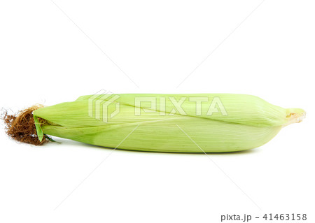 Sweet corn isolated on a white background 41463158