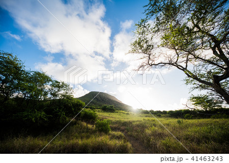 ココヘッド 41463243