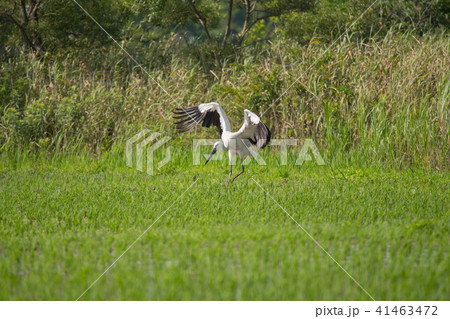 鳴門市大麻町のコウノトリ02 41463472