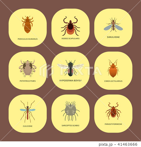 Human skin parasites vector housing pests insects disease parasitic bug macro animal bite dangerous 41463666