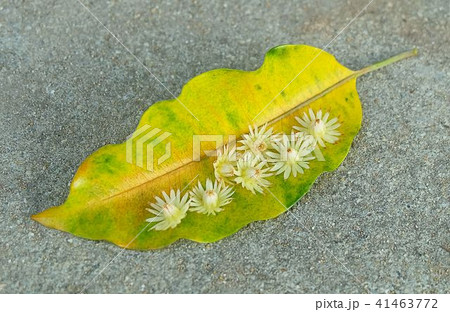 Mimusops Elengi or Bokul Flowers on Yellow Leaf 41463772