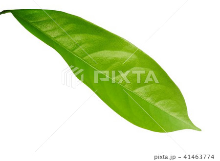 Fresh Green Leaf Laying on White Background Fresh Green Leaf Laying on White Background 41463774