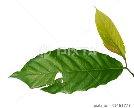 Fresh Green Leaf with Holes on White Background 41463778