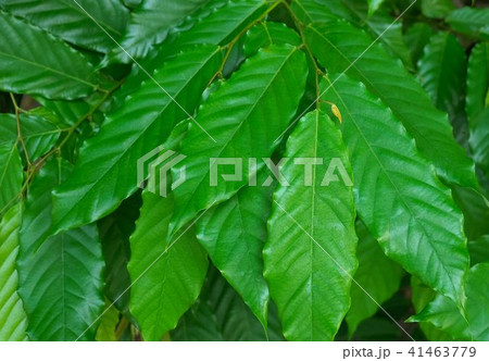 Green Color of The Vertical Leaves Background Green Color of The Vertical Leaves Background 41463779