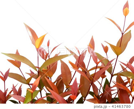 Fresh Green and Red Leaves on White Background 41463780