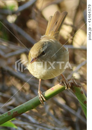 冬のウグイス　野鳥　藪の中 41464379